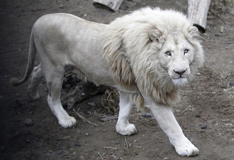 albino_lion-cd30e