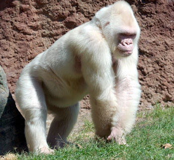 animal0253