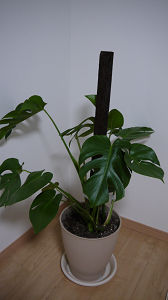 mon4