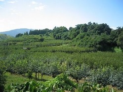 IMG_1913