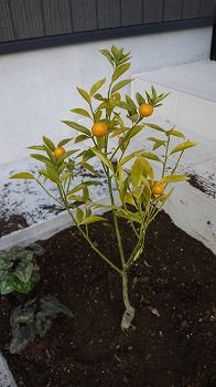 P1050991