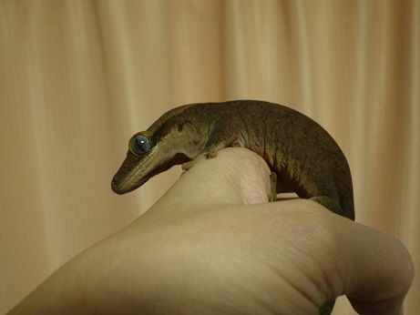 パンテオンケージの組み立てとお引越し : ヤモリといっしょ