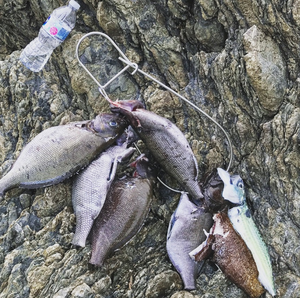お魚天国