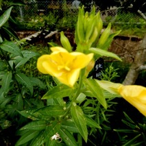£±£¸£°£¸£±£²¡¡»³ÌîÁð¤Î¥¨¥¡¡ (6)