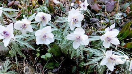 セツブンソウに会いに行く その１ 総領町の自生地 定年生活