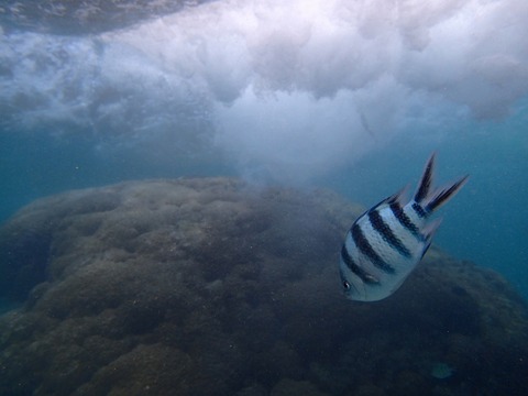 熱帶魚線路浮潛