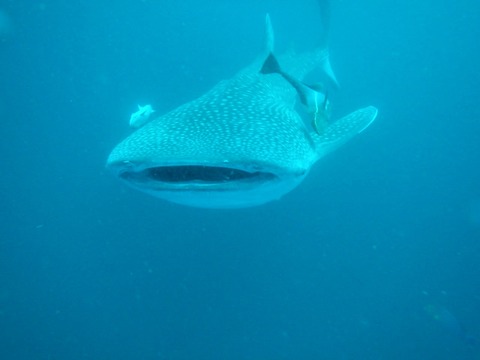 じんべええええ！