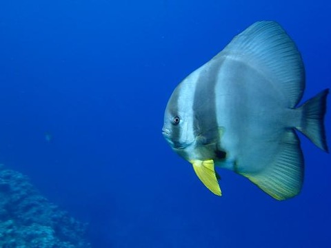 青の洞窟サブキャラ軍団！！