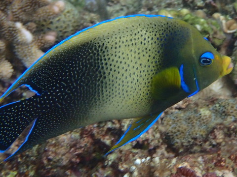 青の洞窟のポイントで見れる魚