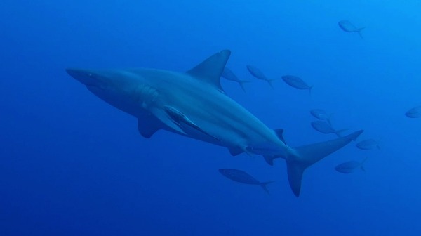 ブラックチップシャーク（カマストガリザメ） Black tip shark : 海賊