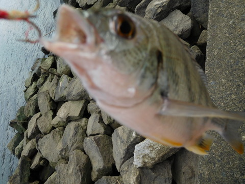 DSCN6895