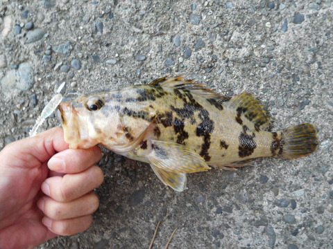 DSCN7548