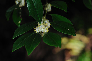 �ʥ��ϥ饯����1112B