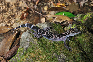 ハープタイル レプリカシリーズ クロイワトカゲモドキ ハープタイル レプリカシリーズ クロイワトカゲモドキ ハープタイル