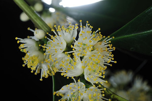 �ʥ��ϥ饯����1112A