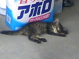職場でぬこ1_100627