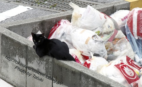 近所のノラ猫 A