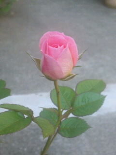 ピンクの薔薇②