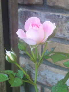 ピンクの薔薇①