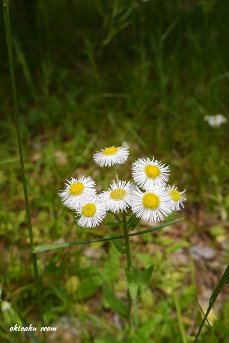 P2090823