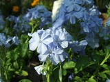 花屋さん