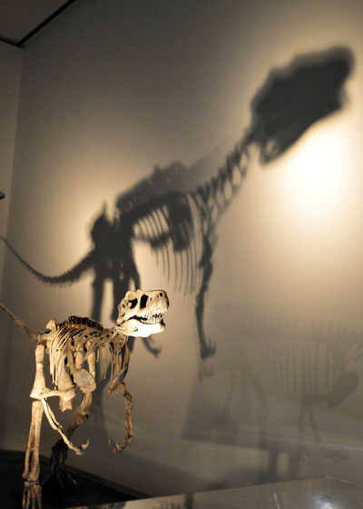 地球最古の恐竜展15