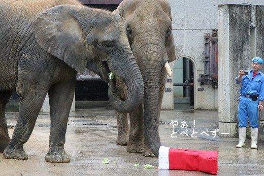 日本で初めて人工哺育で育った媛ちゃんとリカ母さん