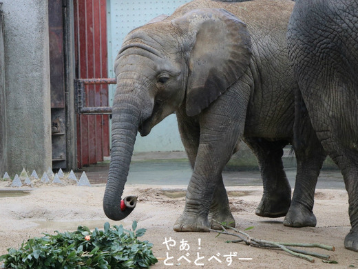 とべ動物園アフリカゾウ:砥愛ちゃん(メス、5歳)