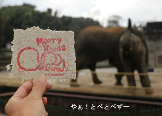 アフリカゾウ、アジアゾウ大好きブログ:やぁ!とべとべずー