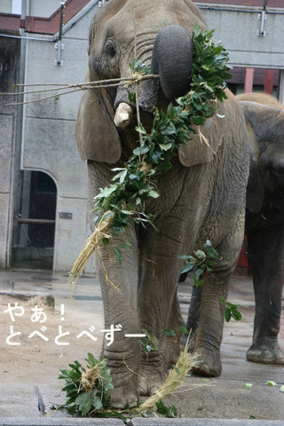 アフリカゾウの写真満載のブログ:やぁ!とべとべずー