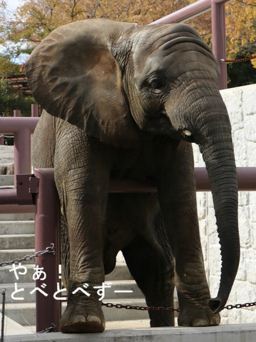 とべ動物園ブログ:やぁ!とべとべずー