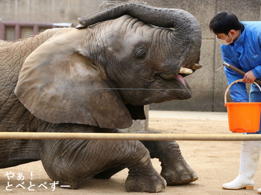 とべ動物園ブログ:砥愛、ティア、タフ、ハヤト