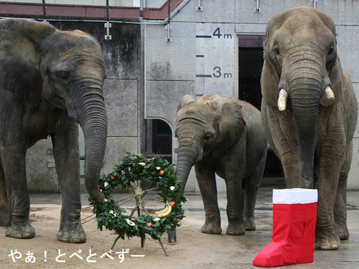 とべ動物園アフリカゾウのブログ:やぁ!とべとべずー