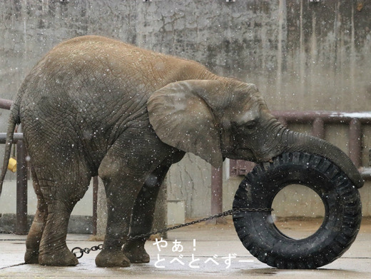 とべ動物園アフリカゾウのブログ:やぁ!とべとべずー