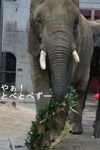 とべ動物園アフリカゾウ:リカ母さん(推定32歳)