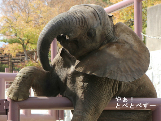 とべ動物園アフリカゾウ:砥愛ちゃん(メス、5歳)