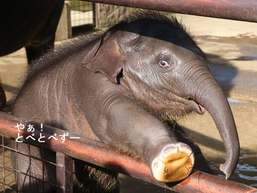 アジアゾウ、アフリカゾウ大好きブログ:やぁ!とべとべずー