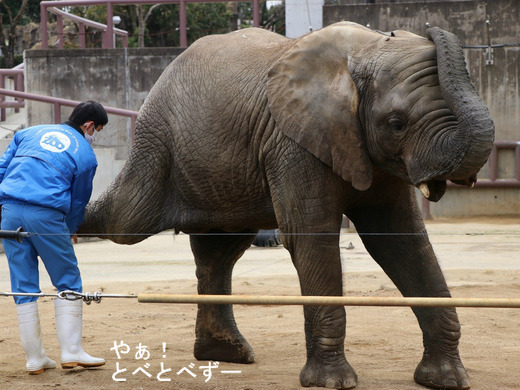 とべ動物園アフリカゾウ:アフ、リカ、媛、砥夢、砥愛