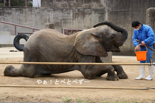 とべ動物園ブログ:ゾウ、サーバル、ピューマ、オラウータン