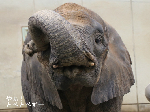 とべ動物園アフリカゾウ:媛ちゃん(メス、12歳)