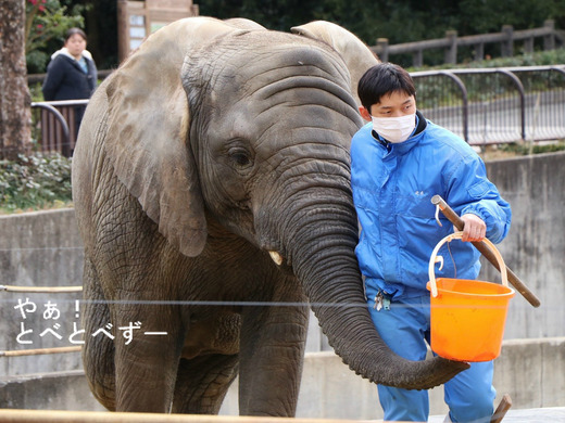 とべ動物園アフリカゾウのブログ:やぁ!とべとべずー