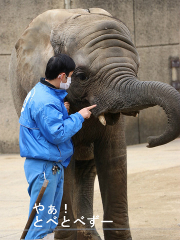 とべ動物園アフリカゾウ:仔象の砥愛ちゃん(メス、5歳)