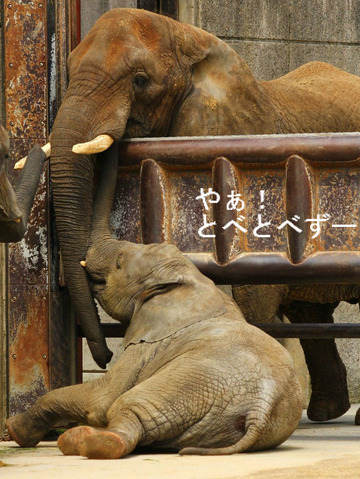 とべ動物園アフリカゾウのブログ