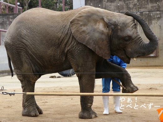 とべ動物園ブログ:やぁ!とべとべずー