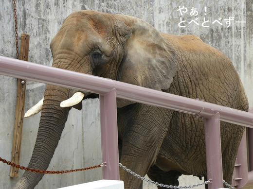 とべ動物園アフリカゾウの