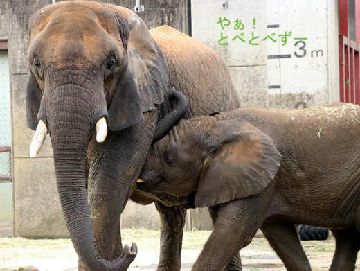 とべ動物園アフリカゾウ:砥愛ちゃんの授乳姿