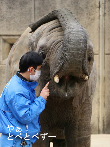 アフリカゾウのトレーニングの様子:愛媛県立とべ動物園