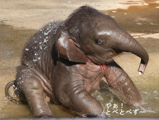 アフリカゾウ、アジアゾウの写真満載のブログ:やぁ!とべとべずー
