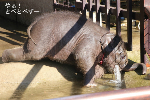アフリカゾウ、アジアゾウ大好きブログ:やぁ!とべとべずー