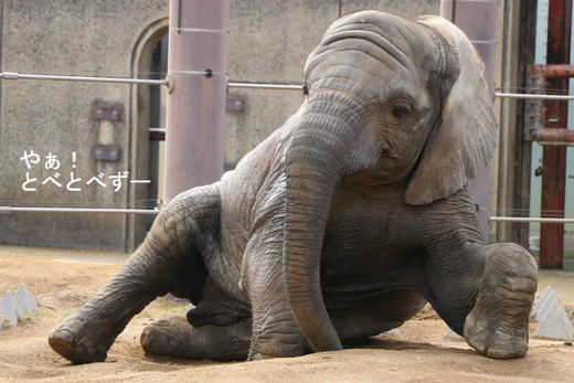 とべ動物園アフリカゾウ:砥愛ちゃん